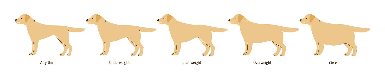 Overweight Dog Chart, Orlando Vets 
