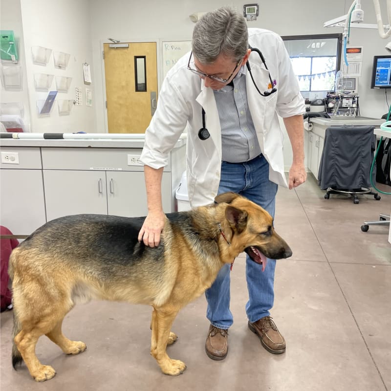 Cat & Dog Checkup & Wellness Exams, Orlando