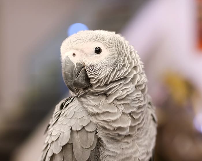 Avian & Exotic Animal Veterinary Services in Orlando Avian & Exotic Animal Veterinary Services in Orlando