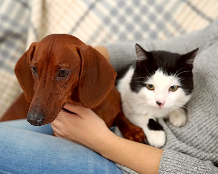 Geriatric Care for Pets, Orlando