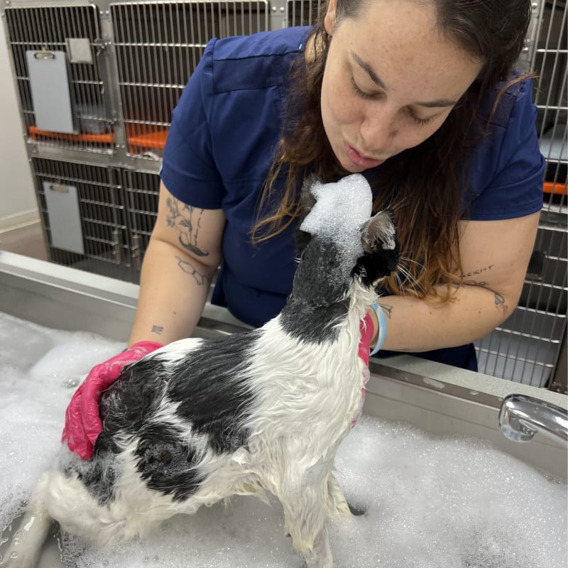 Bathing & Grooming, Orlando Veterinarians