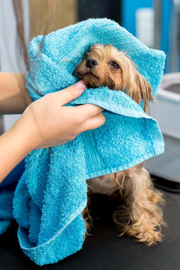 Pet Grooming, East Orlando Animal Hospital, Orlando Vet