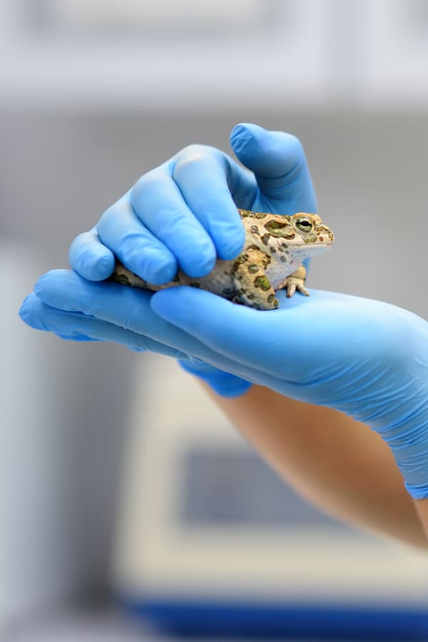 Welcome to East Orlando Animal Hospital | Orlando Vet Welcome to East Orlando Animal Hospital | Orlando Vet