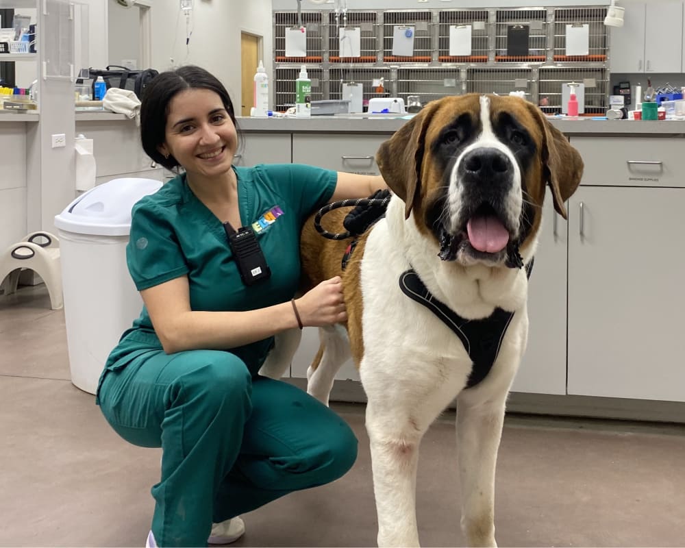 The Importance of Preventive Care, East Orlando Animal Hospital