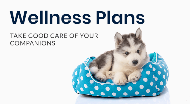 Welcome to East Orlando Animal Hospital | Orlando Vet Welcome to East Orlando Animal Hospital | Orlando Vet